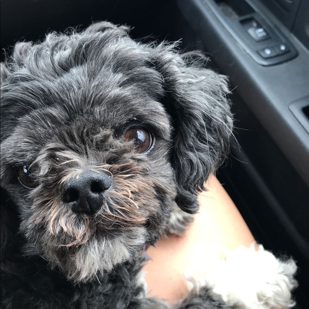 Meet your Posher, Maddie